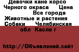 Девочки кане корсо. Черного окраса.  › Цена ­ 65 000 - Все города Животные и растения » Собаки   . Челябинская обл.,Касли г.